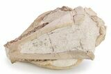 Fossil Oreodont (Merycoidodon) Skull - South Dakota #249244-5